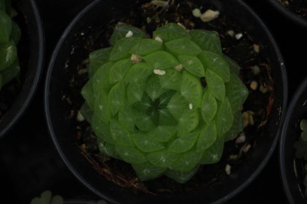 玉露哪个品种最好看