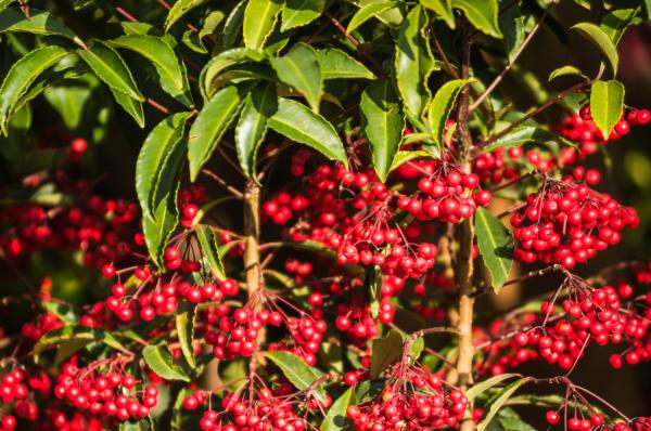 四季常青又耐寒的绿植