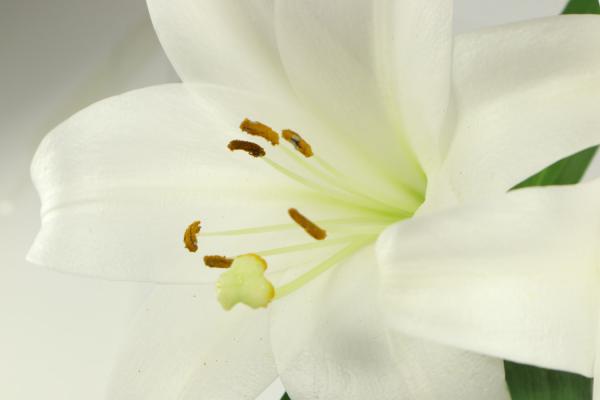 十大最漂亮的花