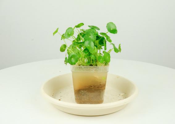 十种室内最好养的植物盆栽