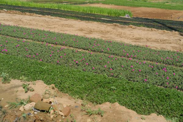 最漂亮太阳花品种
