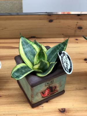 客厅隔断柜上放什么植物好，客厅隔断柜摆设花