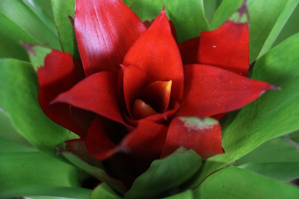 大门口两侧摆放的植物,迎门摆放什么植物最好