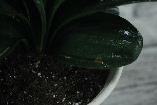 十大名贵君子兰排名