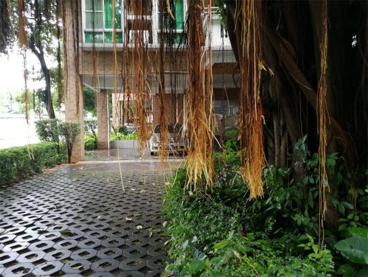 家里为什么不能养榕树