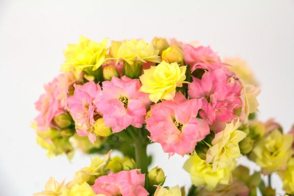 什么花香味浓还四季开