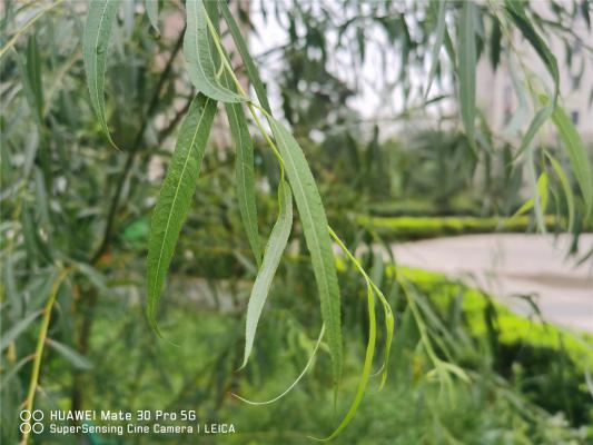 家里不能种的十种树