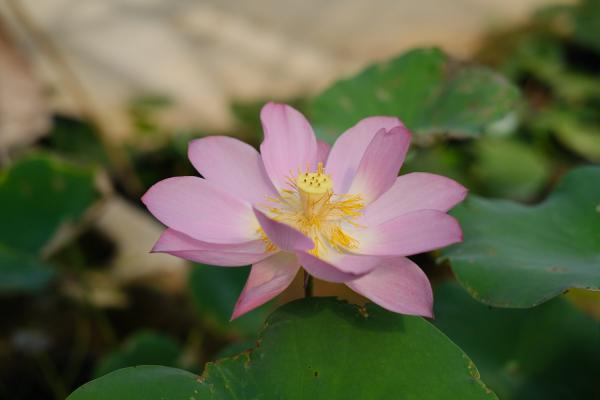 济源适合养什么花，市花和市树是什么