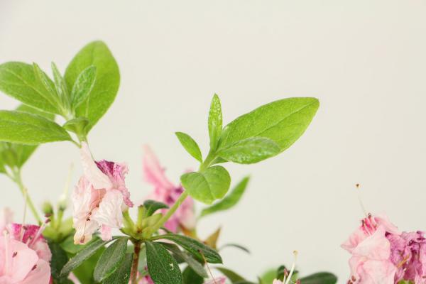 郴州适合养什么花，市花和市树是什么