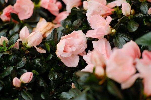 张家界适合养什么花,市花和市树是什么