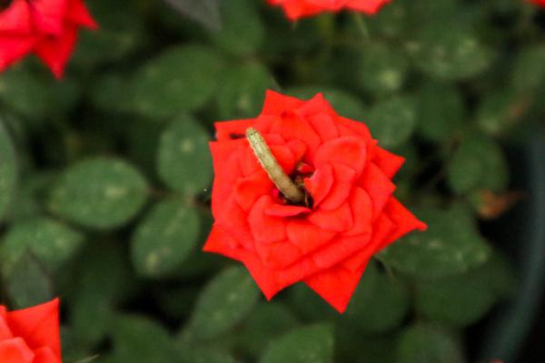 青岛适合养什么花，市花和市树是什么