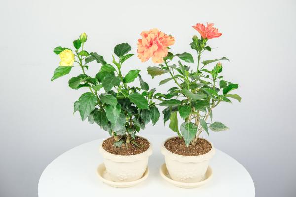 广元适合养什么花，市花和市树是什么