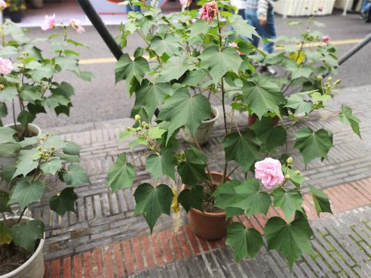 马鞍山适合养什么花，市花和市树是什么