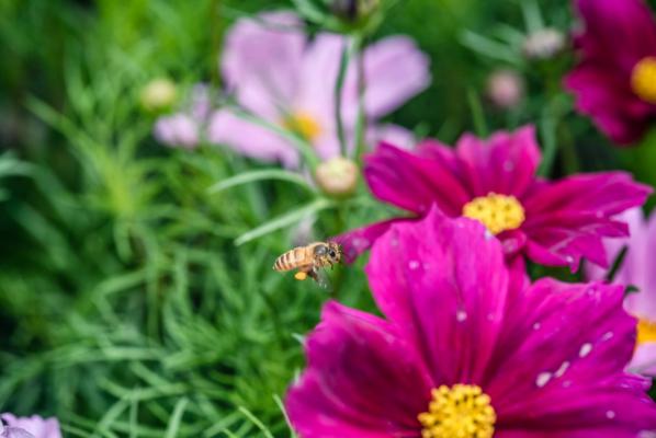海北适合养什么花，市花和市树是什么