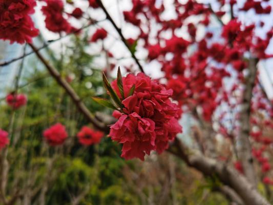 黄南适合养什么花，市花和市树是什么