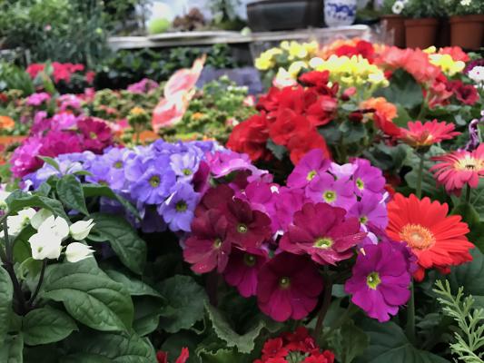 黄山适合养什么花,市花和市树是什么