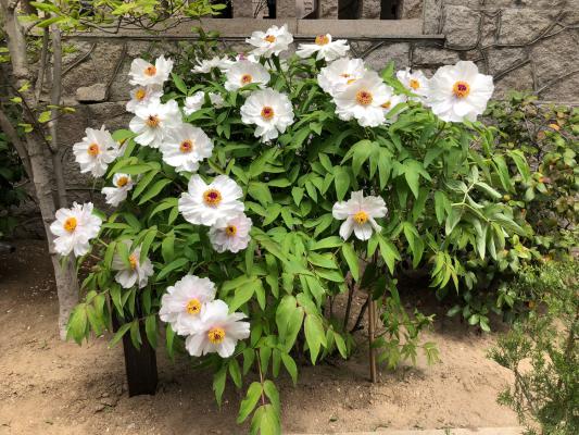 抚州适合养什么花,市花和市树是什么