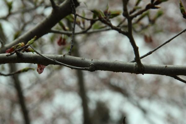 丽水适合养什么花，市花和市树是什么