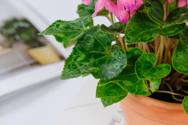 芜湖适合养什么花,市花和市树是什么