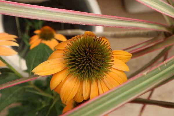 伊犁哈萨克适合养什么花,市花和市树是什么