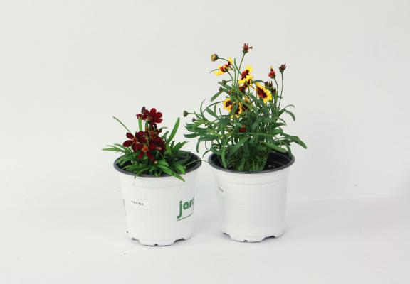 齐齐哈尔适合养什么花，市花和市树是什么