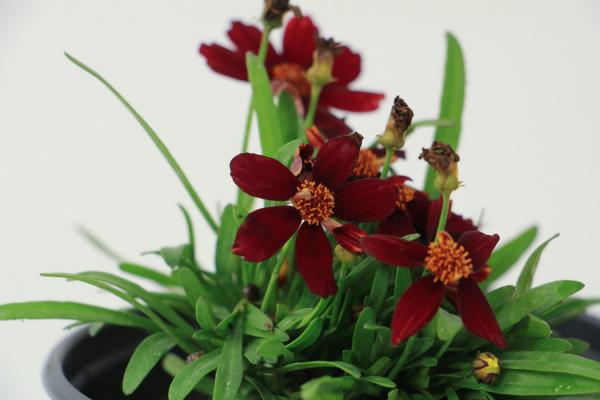 白山适合养什么花,市花和市树是什么