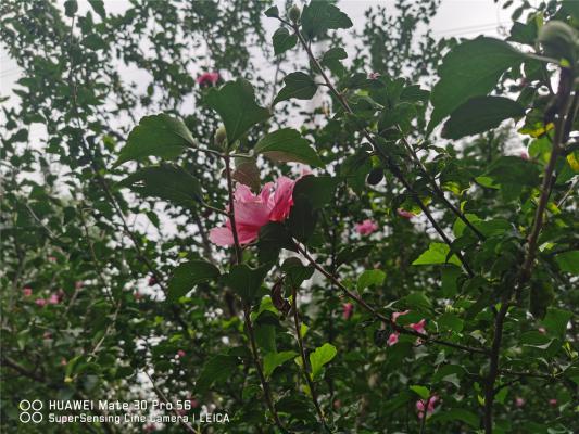 吴忠适合养什么花,市花和市树是什么