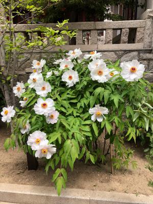 哈密适合养什么花,市花和市树是什么