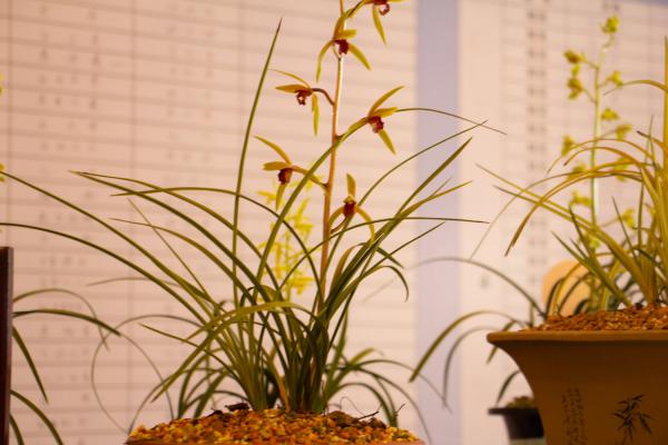 文山适合养什么花,市花和市树是什么