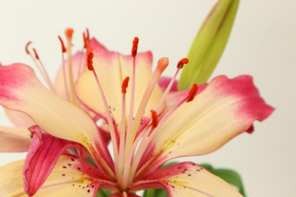 丽江适合养什么花,市花和市树是什么