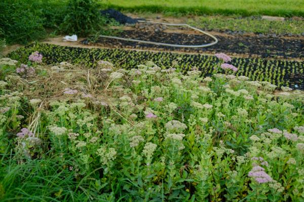 陇南适合养什么花,市花和市树是什么