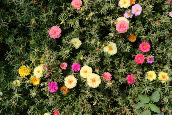 延安适合养什么花,市花和市树是什么