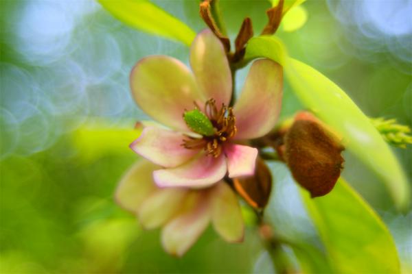 渭南适合养什么花,市花和市树是什么