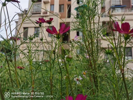 拉萨适合养什么花,市花和市树是什么