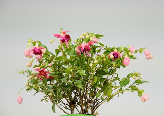 昌都适合养什么花，市花和市树是什么