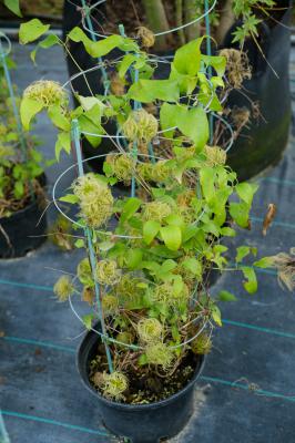 阿里适合养什么花，市花和市树是什么