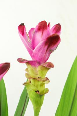 湛江适合养什么花，市花和市树是什么