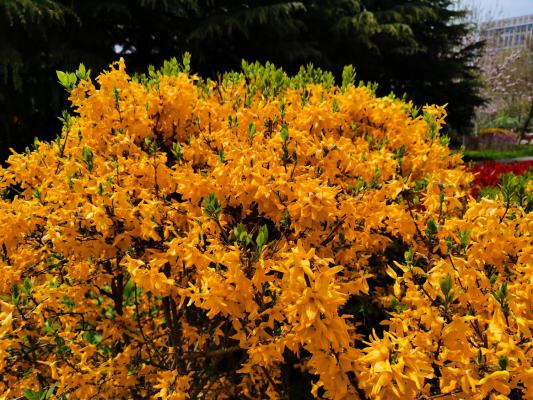 鄂尔多斯适合养什么花,市花和市树是什么