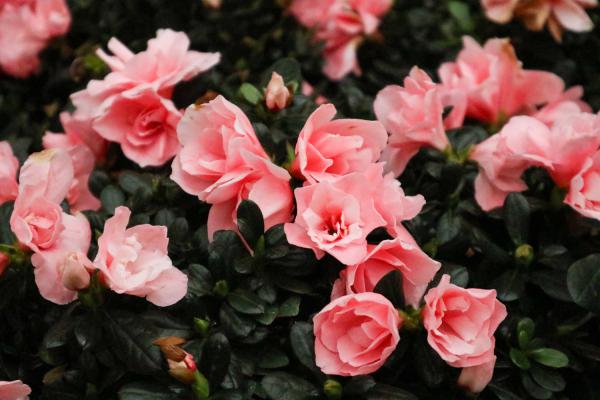 长治适合养什么花，市花和市树是什么