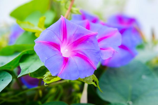 江门适合养什么花，市花和市树是什么