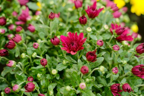 临夏适合养什么花,市花和市树是什么