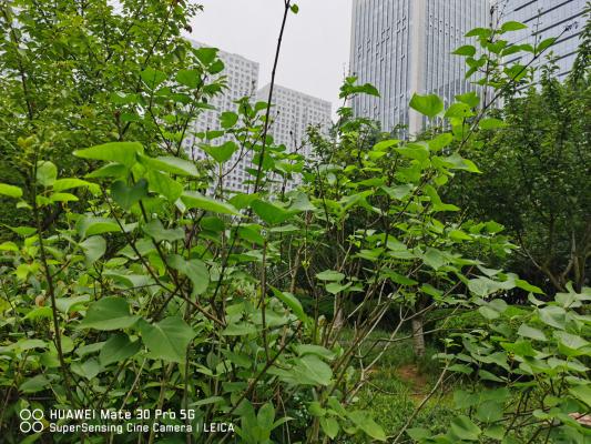黑河适合养什么花,市花和市树是什么