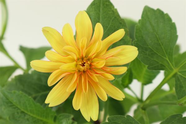 咸阳适合养什么花,市花和市树是什么