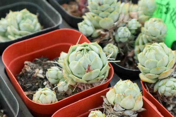 多肉夏必死清单