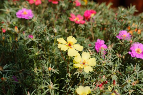 名贵太阳花品种