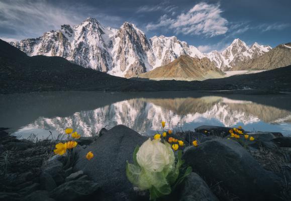 在艰苦恶劣环境下生长的植物