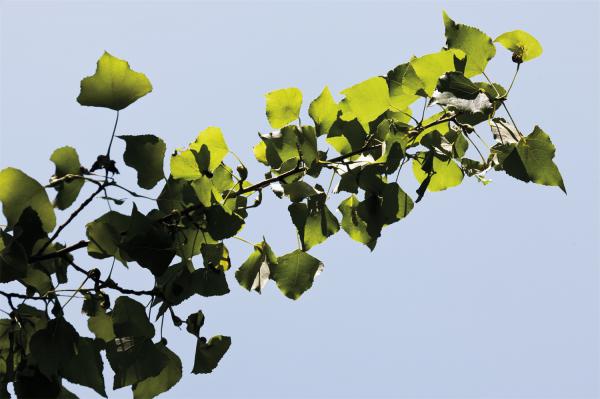 北京绿化八大树种