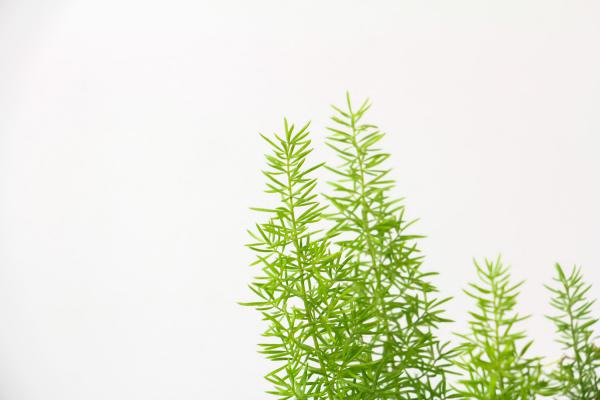 最耐阴的十大室内植物