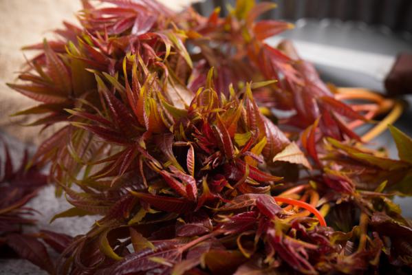 春季蔬菜有哪些