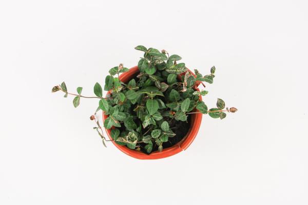 上海本土植物有哪些